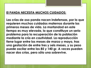 El PANDA NECESITA MUCHOS CUIDADOS: Las crías de oso panda nacen indefensas, por lo que requieren muchos cuidados maternos durante los primeros meses de vida. La mortandad en este tiempo es muy elevada, lo que constituye un serio problema para la recuperación de la población mediante la cría en cautividad. La reproducción tiene lugar entre los meses de marzo y mayo, tras una gestación de entre tres y seis meses, y su peso puede oscilar entre los 85 y 140 gr. A veces pueden nacer dos crías, pero sólo una sobrevive.