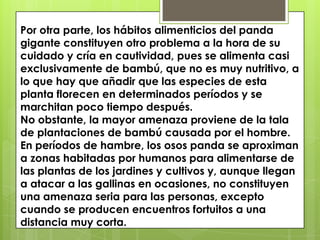 Por otra parte, los hábitos alimenticios del panda gigante constituyen otro problema a la hora de su cuidado y cría en cautividad, pues se alimenta casi exclusivamente de bambú, que no es muy nutritivo, a lo que hay que añadir que las especies de esta planta florecen en determinados períodos y se marchitan poco tiempo después.No obstante, la mayor amenaza proviene de la tala de plantaciones de bambú causada por el hombre. En períodos de hambre, los osos panda se aproximan a zonas habitadas por humanos para alimentarse de las plantas de los jardines y cultivos y, aunque llegan a atacar a las gallinas en ocasiones, no constituyen una amenaza seria para las personas, excepto cuando se producen encuentros fortuitos a una distancia muy corta.