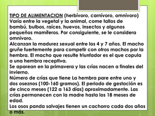 TIPO DE ALIMENTACION (herbívoro, carnívoro, omnívoro)Varía entre la vegetal y la animal, come tallos de bambú, bulbos, raíces, huevos, insectos y algunos pequeños mamíferos. Por consiguiente, se le considera omnívoro.Alcanzan la madurez sexual entre los 4 y 7 años. El macho gruñe fuertemente para competir con otros machos por la hembra. El macho que resulte triunfador es el que copula a una hembra receptiva.Se aparean en la primavera y las crías nacen a finales del invierno.Número de crías que tiene La hembra pare entre uno y dos oseznos (100-160 gramos). El periodo de gestación es de cinco meses (122 a 163 días) aproximadamente. Las crías permanecen con la madre hasta los 18 meses de edad.Los osos panda salvajes tienen un cachorro cada dos años o más.