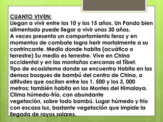 CUANTO VIVEN: Llegan a vivir entre los 10 y los 15 años. Un Panda bien alimentado puede llegar a vivir unos 30 años.A veces presenta un comportamiento feroz y en momentos de combate logra herir mortalmente a su contrincante. Medio donde habita (acuático o terrestre) Su medio es terrestre. Vive en China occidental y en las montañas cercanas al Tíbet.Tipo de ecosistema donde se encuentra Habita en los densos bosques de bambú del centro de China, a altitudes que oscilan entre los 1, 500 y los 3, 000 metros; también habita en los Montes del Himalaya. Clima húmedo-frío, con abundante vegetación, sobre todo bambú. Lugar húmedo y frío con escasa luz, bastante vegetación que impide la llegada de rayos solares.