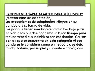 .-¿COMO SE ADAPTA AL MEDIO PARA SOBREVIVIR? (mecanismos de adaptación)Los mecanismos de adaptación influyen en su conducta y su forma de vida.Los pandas tienen una taza reproductiva baja y las poblaciones pueden necesitar un buen tiempo para recuperarse si sus individuos son asesinados. Causas por las que se encuentra en esta categoría Al oso panda se le considera como un negocio que deja mucha fortuna, por su piel y su venta a zoológicos.