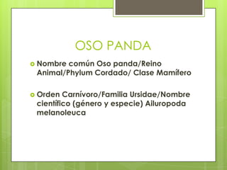 OSO PANDANombre común Oso panda/Reino Animal/Phylum Cordado/ Clase MamíferoOrden Carnívoro/Familia Ursidae/Nombre científico (género y especie) Ailuropodamelanoleuca