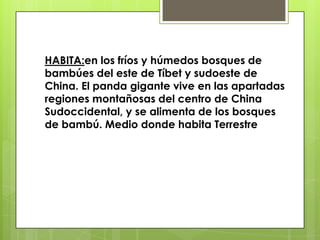 HABITA:enlos fríos y húmedos bosques de bambúes del este de Tíbet y sudoeste de China. El panda gigante vive en las apartadas regiones montañosas del centro de China Sudoccidental, y se alimenta de los bosques de bambú. Medio donde habita Terrestre