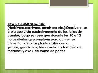 TIPO DE ALIMENTACION: (Herbivoro,carnívoro, omnívoro etc.):Omnívoro, se creía que vivía exclusivamente de los tallos de bambú, luego se supo que durante las 10 o 12 horas diarias que emplean para comer, se alimentan de otras plantas tales como yerbas, gencianas, lirios, azafrán y también de roedores y aves, así como de peces.
