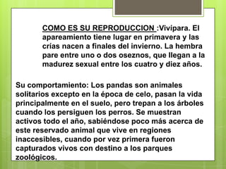 COMO ES SU REPRODUCCION :Vivípara. El apareamiento tiene lugar en primavera y las crías nacen a finales del invierno. La hembra pare entre uno o dos oseznos, que llegan a la madurez sexual entre los cuatro y diez años.Su comportamiento: Los pandas son animales solitarios excepto en la época de celo, pasan la vida principalmente en el suelo, pero trepan a los árboles cuando los persiguen los perros. Se muestran activos todo el año, sabiéndose poco más acerca de este reservado animal que vive en regiones inaccesibles, cuando por vez primera fueron capturados vivos con destino a los parques zoológicos.