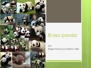 El oso panda por  Edgar Francisco Merino Villa  