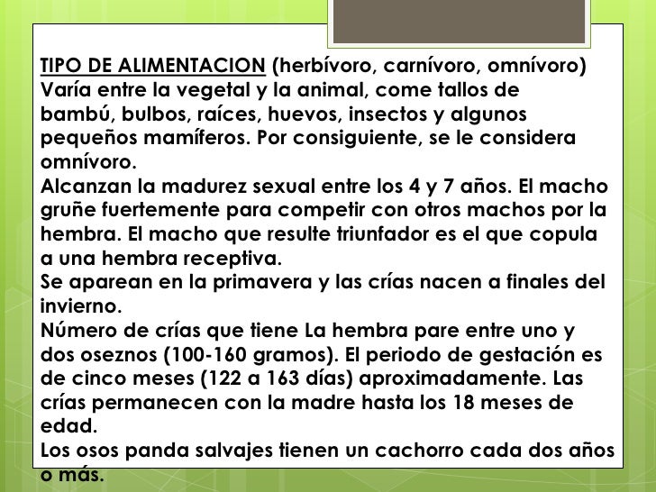 El Oso Es Carnivoro O Herviboro