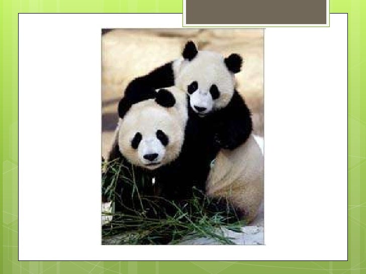 Oso Panda Es Carnivoro Herbivoro O Omnivoro