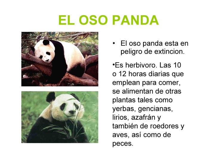 Oso Panda Habitat Y Tips
