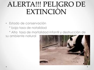 ALERTA!!! PELIGRO DE
EXTINCIÒN
• Estado de conservación
* baja tasa de natalidad
* Alta tasa de mortalidad infantil y destrucción de
su ambiente natural
 