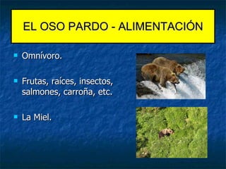 Omnívoro. Frutas, raíces, insectos, salmones, carroña, etc. La Miel. EL OSO PARDO - ALIMENTACIÓN 