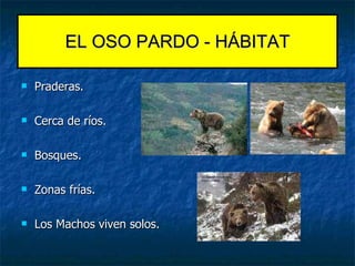 Praderas. Cerca de ríos. Bosques. Zonas frías. Los Machos viven solos. EL OSO PARDO - HÁBITAT 