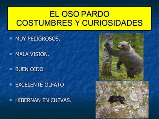 MUY PELIGROSOS. MALA VISIÓN. BUEN OIDO EXCELENTE OLFATO HIBERNAN EN CUEVAS. EL OSO PARDO COSTUMBRES Y CURIOSIDADES 