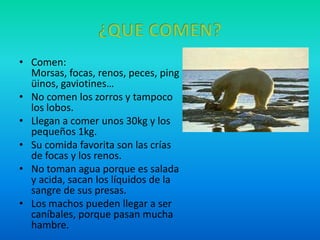 ¿QUE COMEN?Comen: Morsas, focas, renos, peces, pingüinos, gaviotines…No comen los zorros y tampoco los lobos.Llegan a comer unos 30kg y los pequeños 1kg.Su comida favorita son las crías de focas y los renos.No toman agua porque es salada y acida, sacan los líquidos de la sangre de sus presas.Los machos pueden llegar a ser caníbales, porque pasan mucha hambre. 