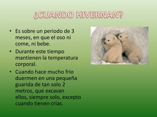 ¿CUANDO HIVERNAN?Es sobre un periodo de 3 meses, en que el oso ni come, ni bebe.Durante este tiempo mantienen la temperatura corporal.Cuando hace mucho frio duermen en una pequeña  guarida de tan solo 2 metros, que excavan ellos, siempre solo, excepto cuando tienen crías.