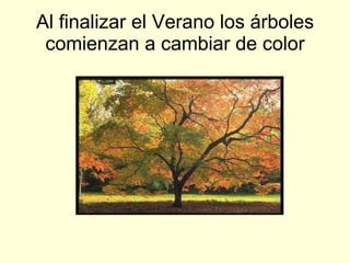 Al finalizar el Verano los árboles comienzan a cambiar de color 