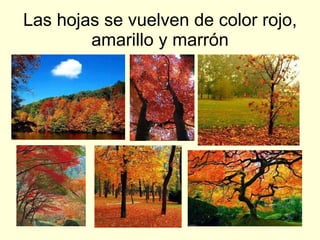 Las hojas se vuelven de color rojo, amarillo y marrón