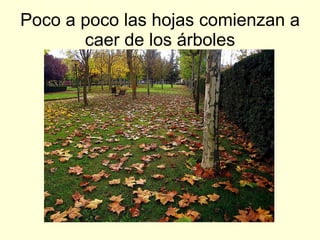 Poco a poco las hojas comienzan a caer de los árboles
