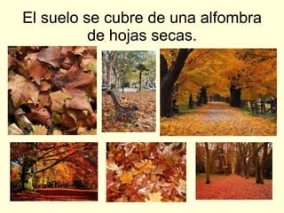 El suelo se cubre de una alfombra de hojas secas.