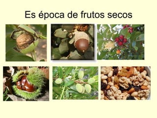 Es época de frutos secos