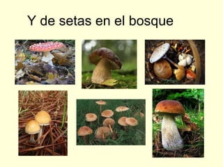 Y de setas en el bosque