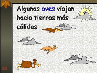 Algunas  aves  viajan hacia tierras más cálidas 