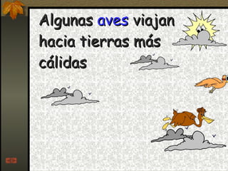 Algunas  aves  viajan hacia tierras más cálidas 