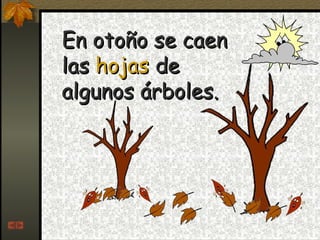 En otoño se caen las  hojas  de algunos árboles. 
