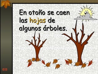 En otoño se caen las  hojas  de algunos árboles. 