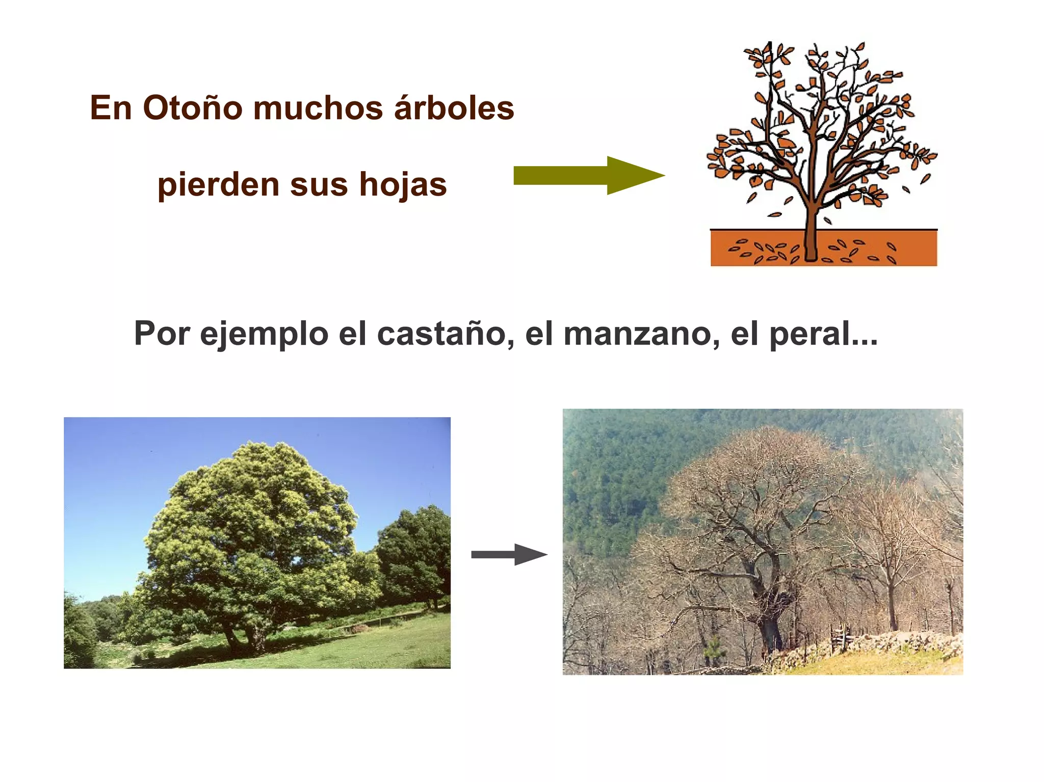 En Otoño muchos árboles
pierden sus hojas

Por ejemplo el castaño, el manzano, el peral...

 