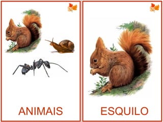 ANIMAIS ESQUILO
