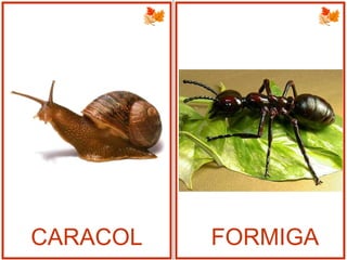 CARACOL FORMIGA