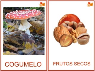 COGUMELO FRUTOS SECOS