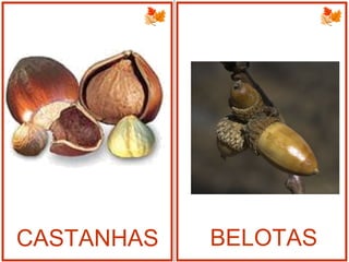 CASTANHAS BELOTAS