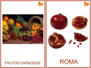 FRUTOS CARNOSOS ROMA