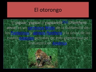 El otorongo
El jaguar, yaguar o yaguareté[N 1] (Panthera
onca) es un carnívoro félido de la subfamilia de
los Panterinos y género Panthera y la única de las
cuatro especies actuales de este género que se
encuentra en América
 