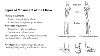 The Elbow Joint The elbow is a complex hinge joint that connects the ...