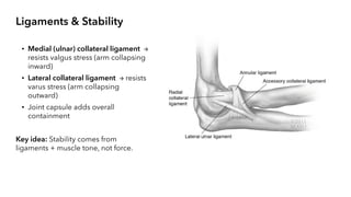 Ulna Varus The Elbow Joint The elbow is a complex hinge joint that connects the ...