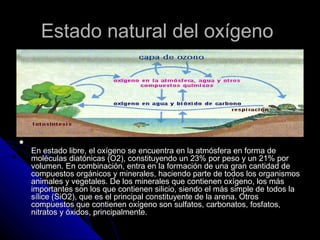 Estado natural del oxígeno





    En estado libre, el oxígeno se encuentra en la atmósfera en forma de
    moléculas diatónicas (O2), constituyendo un 23% por peso y un 21% por
    volumen. En combinación, entra en la formación de una gran cantidad de
    compuestos orgánicos y minerales, haciendo parte de todos los organismos
    animales y vegetales. De los minerales que contienen oxígeno, los más
    importantes son los que contienen silicio, siendo el más simple de todos la
    sílice (SiO2), que es el principal constituyente de la arena. Otros
    compuestos que contienen oxígeno son sulfatos, carbonatos, fosfatos,
    nitratos y óxidos, principalmente.
 