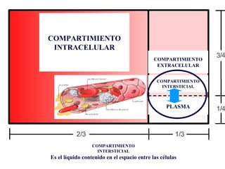 COMPARTIMIENTO INTRACELULAR COMPARTIMIENTO EXTRACELULAR COMPARTIMIENTO INTERSTICIAL PLASMA COMPARTIMIENTO INTERSTICIAL Es el líquido contenido en el espacio entre las células 