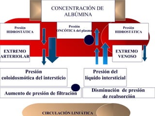 EXTREMO ARTERIOLAR Presión ONCÓTICA del plasma Presión del líquido intersticial Presión coloidosmótica del intersticio LEY  DE  STARLING Edema por alteración de factores primarios CIRCULACIÓN LINFÁTICA EXTREMO  VENOSO Presión HIDROSTÁTICA Presión HIDROSTÁTICA Aumento de presión de filtración Disminución  de presión  de reabsorción CONCENTRACIÓN DE  ALBÚMINA 
