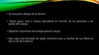 • Se encuentra debajo de la dermis,
• Tejido graso, más o menos abundante en función de las personas y las
partes del cuerpo.
• Depósito importante de energía para el cuerpo.
• Esta capa está formada de tejido conectivo laxo y muchas de sus fibras se
fijan a las de la dermis
 