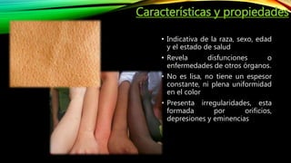 Características y propiedades
• Indicativa de la raza, sexo, edad
y el estado de salud
• Revela disfunciones o
enfermedades de otros órganos.
• No es lisa, no tiene un espesor
constante, ni plena uniformidad
en el color
• Presenta irregularidades, esta
formada por orificios,
depresiones y eminencias
 