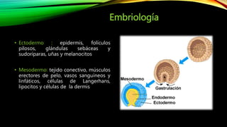 Embriología
• Ectodermo : epidermis, folículos
pilosos, glándulas sebáceas y
sudoríparas, uñas y melanocitos
• Mesodermo: tejido conectivo, músculos
erectores de pelo, vasos sanguíneos y
linfáticos, células de Langerhans,
lipocitos y células de la dermis
 
