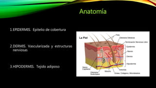 Anatomía
1.EPIDERMIS. Epitelio de cobertura
2.DERMIS. Vascularizada y estructuras
nerviosas
3.HIPODERMIS. Tejido adiposo
 