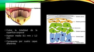 • Cubre la totalidad de la
superficie corporal
• Espesor medio 0,1 mm / 1,2
mm
• Compuesta por cuatro capas
diferentes
 