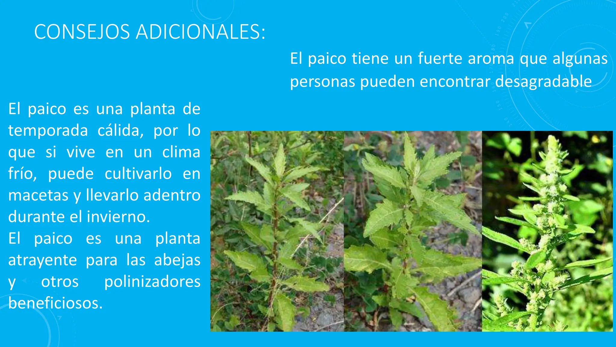 Paico EL PAICO - PLANTA MEDICINAL SILVESTRE .pptx