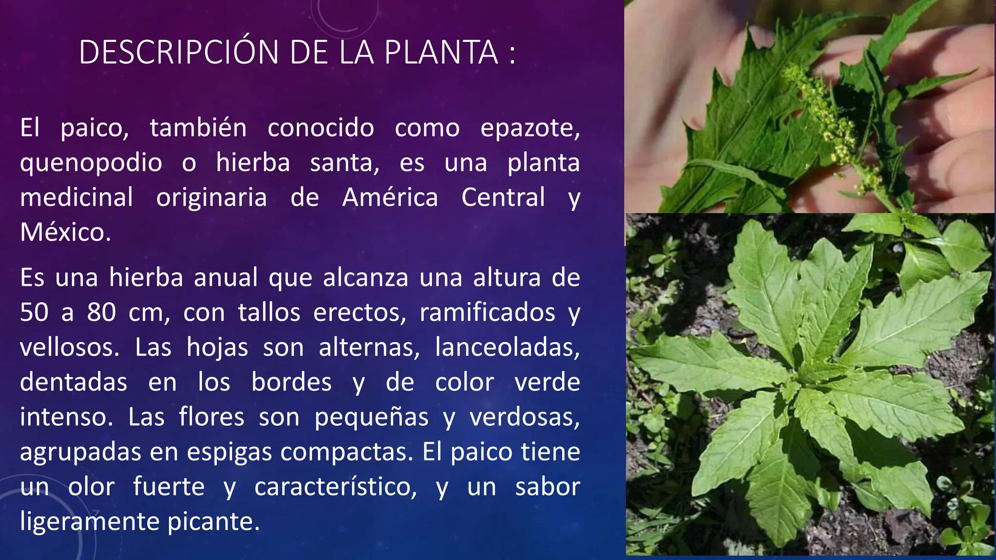 Paico EL PAICO - PLANTA MEDICINAL SILVESTRE .pptx