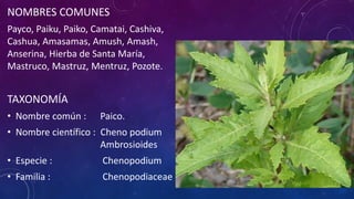 Paico EL PAICO - PLANTA MEDICINAL SILVESTRE .pptx