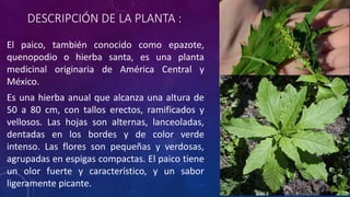 Paico EL PAICO - PLANTA MEDICINAL SILVESTRE .pptx